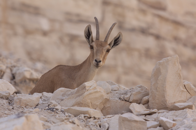 © Torsten Sternberg Steinbock
