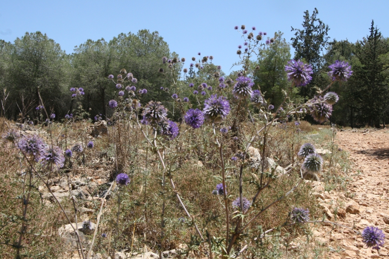 © Torsten Sternberg Jesus Trail