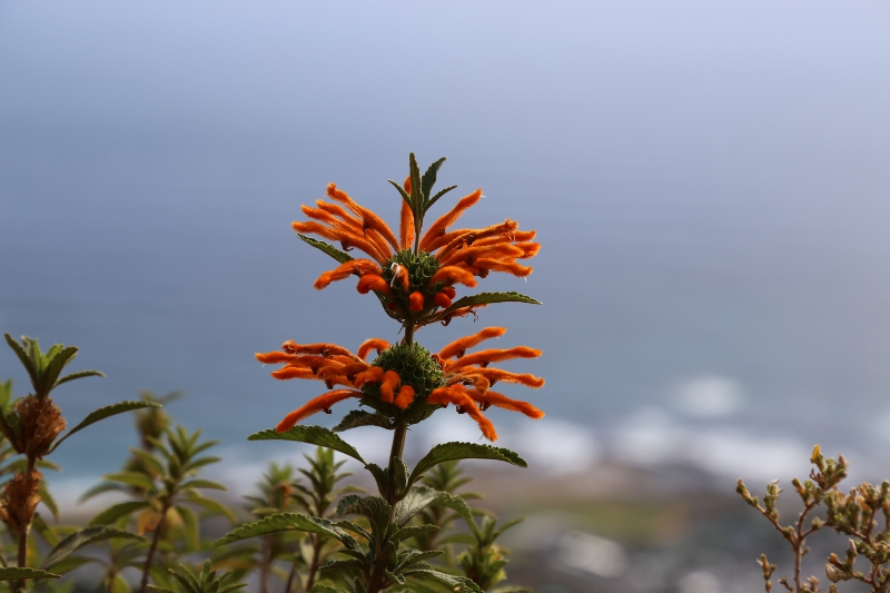 © Torsten Sternberg Pflanzenvielfalt