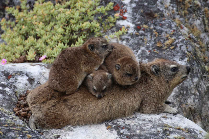 © Torsten Sternberg Dassies