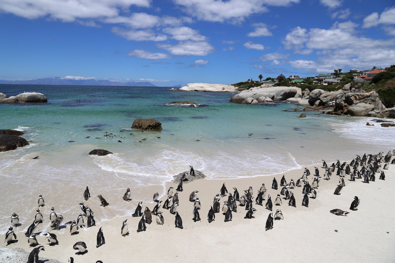 © Torsten Sternberg Pinguine