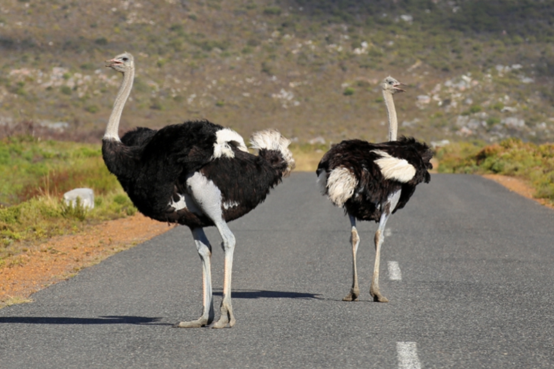 © Torsten Sternberg Strausse