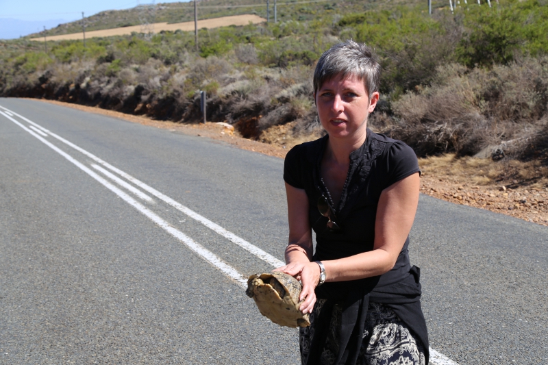 © Torsten Sternberg Schildkröte