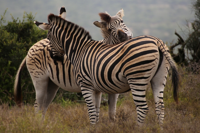 © Torsten Sternberg Zebras im Nationalpark