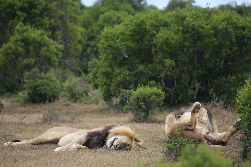 © Torsten Sternberg Löwen